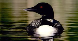 Loon